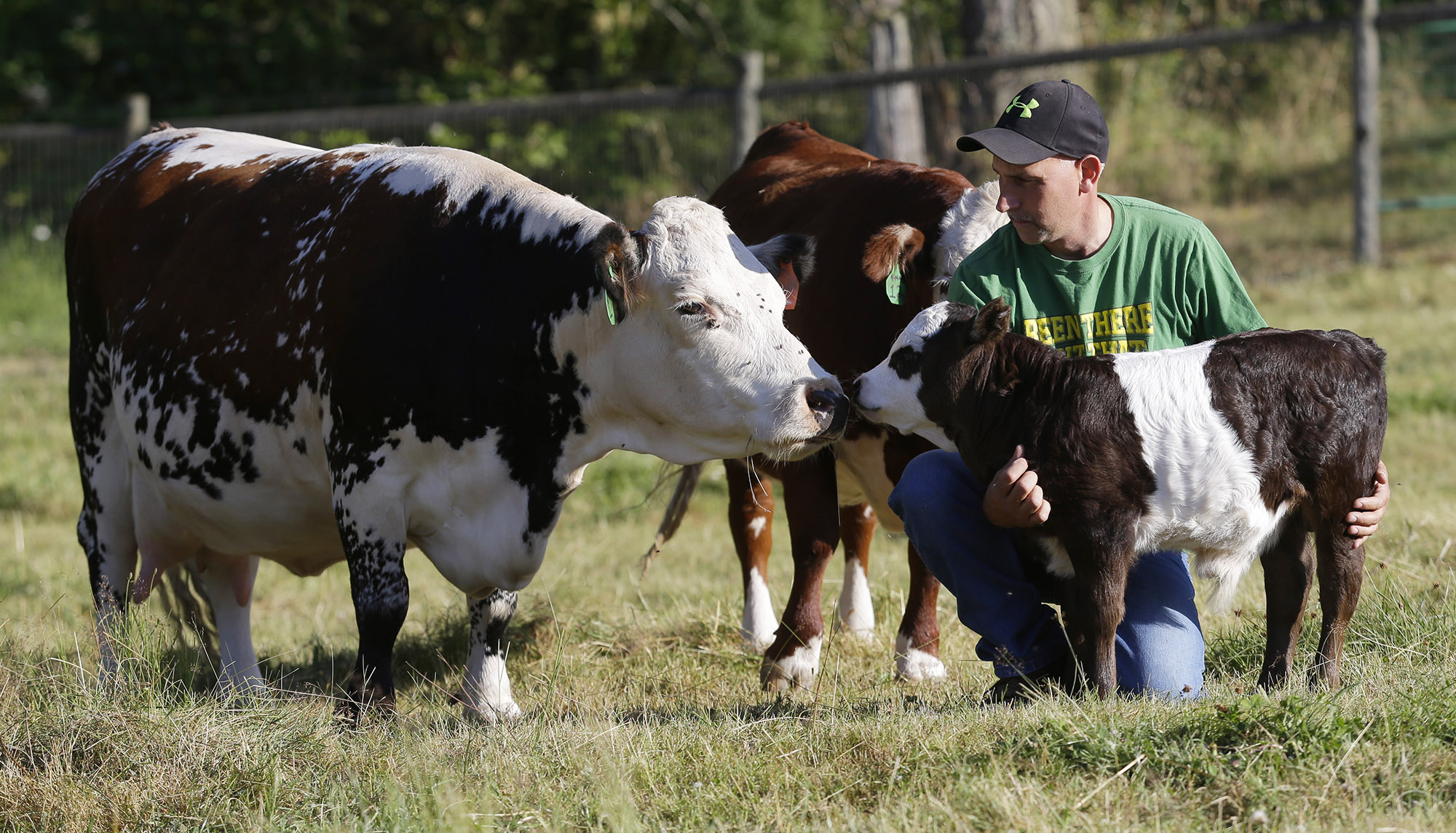 How Much Space Do Miniature Cattle Need? Murray Creek Miniatures