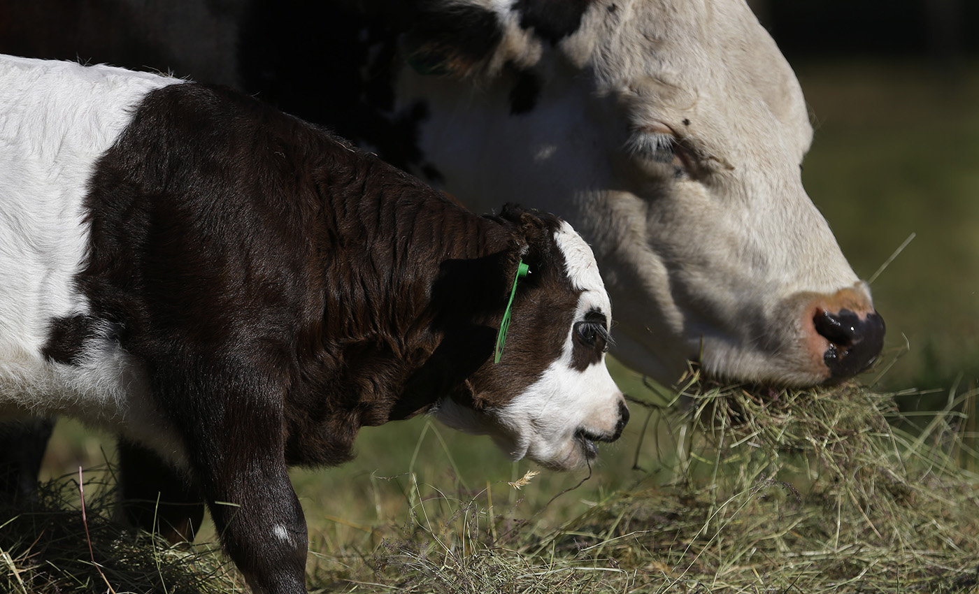 Panda Cow