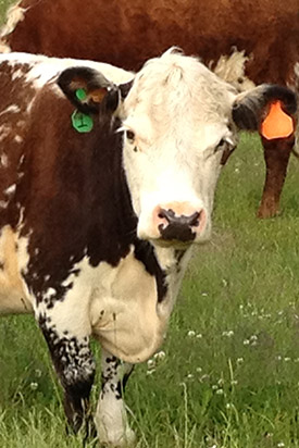 miniature cattle cows that we use