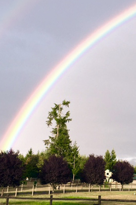 rainbow over miniature cattle pastures