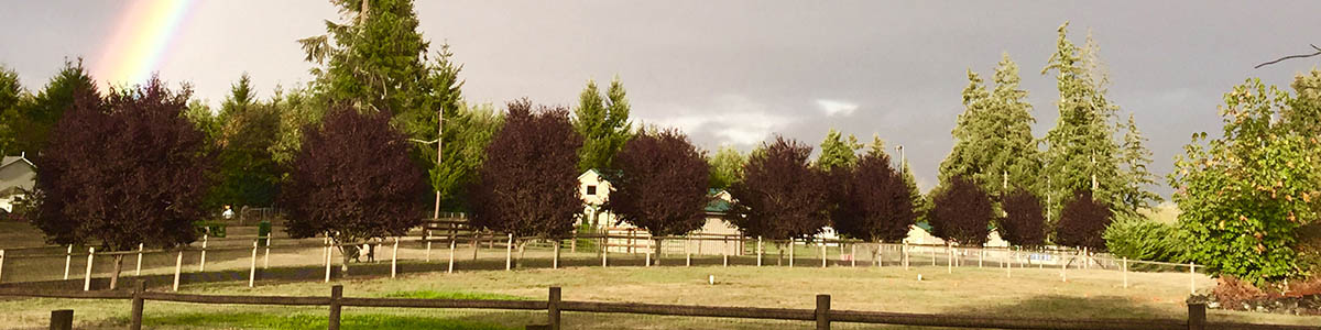pasture