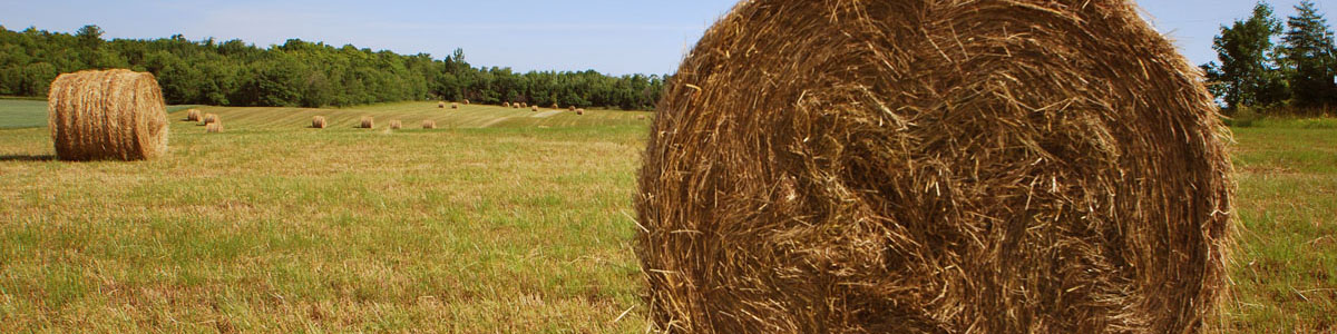 rural scenic_bales