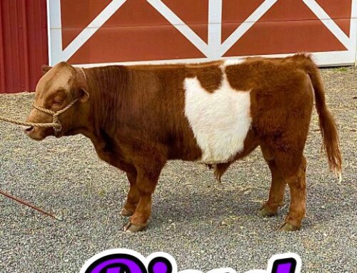 ‘Diesel’ – Registered Red American Beltie Miniature Bull