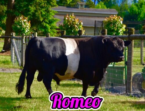 ‘Romeo’ Registered American Beltie Miniature Bull