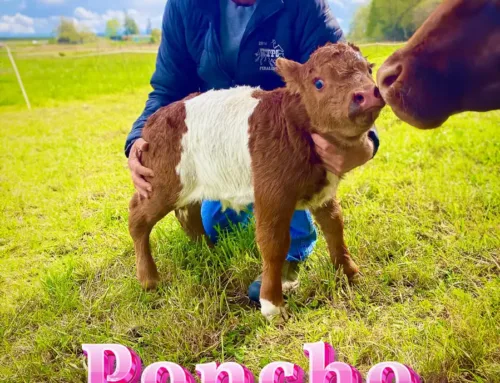 ‘Poncho’