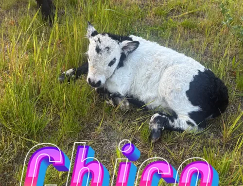 ‘Chico’