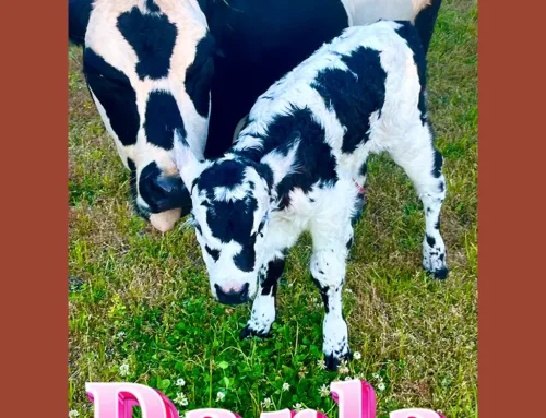 ‘Darla’