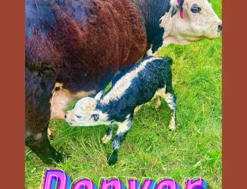 ‘Denver’