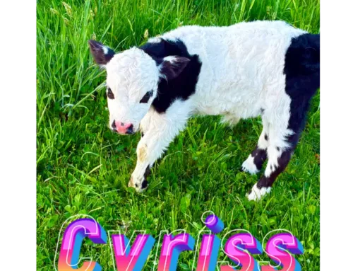 ‘Cyriss’