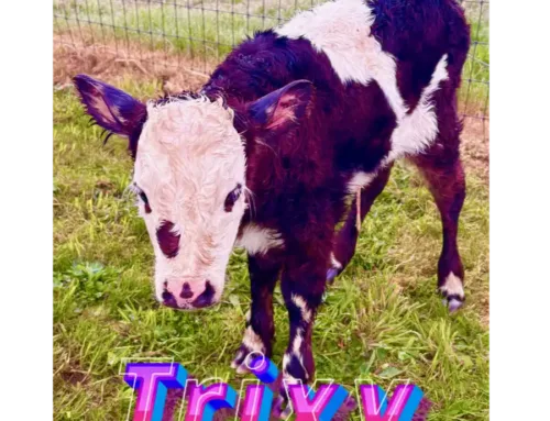 ‘Trixy’